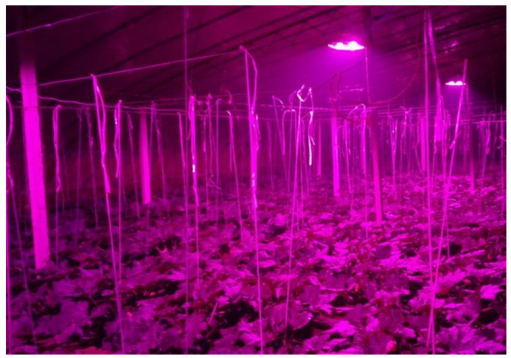 LED植物生長燈，更好的滿足植物對光的喜好