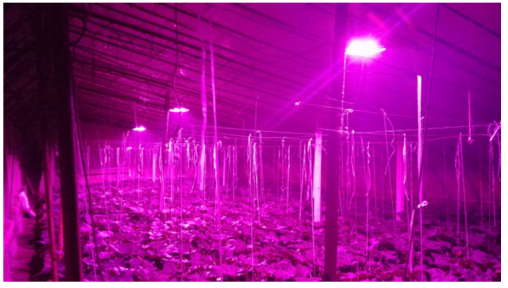 LED植物生長燈，更好的滿足植物對光的喜好