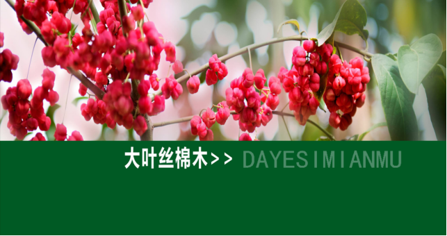 大葉絲棉木