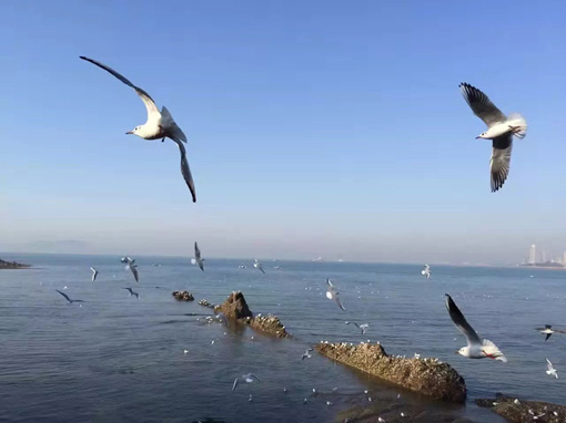 海洋 copy