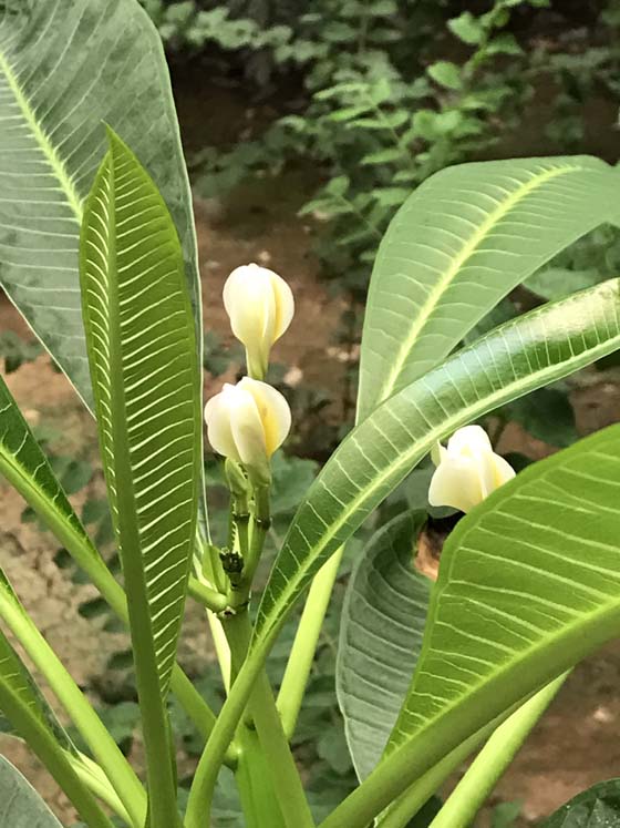 雞蛋花1